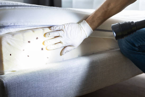 Best Termite Control Services  in Rio Communities, NM